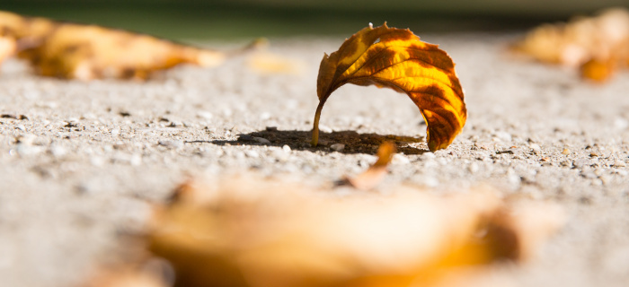 Nature en ville - Automne