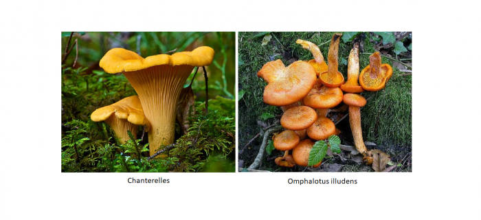 Chanterelles versus Omphalotus illudens