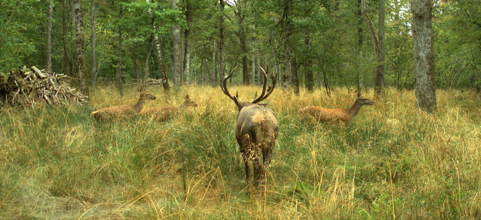 Cerfs dans les bois de Versoix