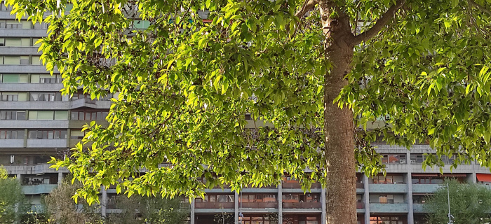 Arbres genevois devant un bâtiment