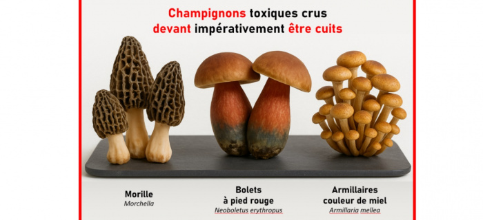 Champignons crus toxiques
