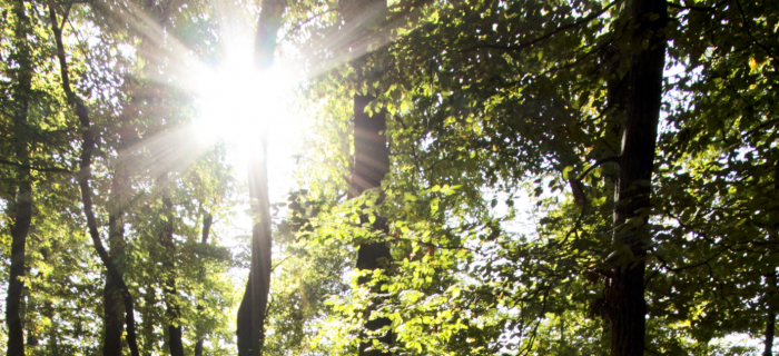 Forêt 