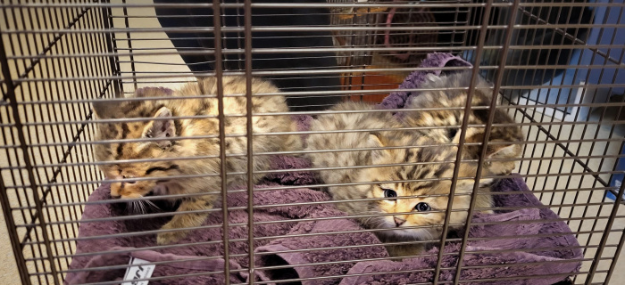 Les trois jeunes chats sylvestres lors de leur prise en charge (image: Centre de Réadaptation des Rapaces et de la faune sauvage (CRR))