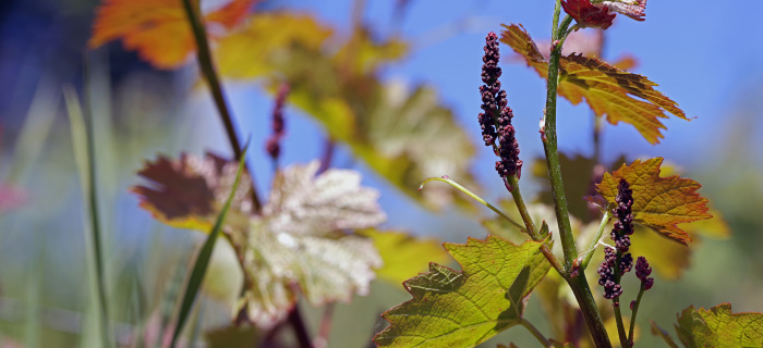 Illustration de la vigne au printemps