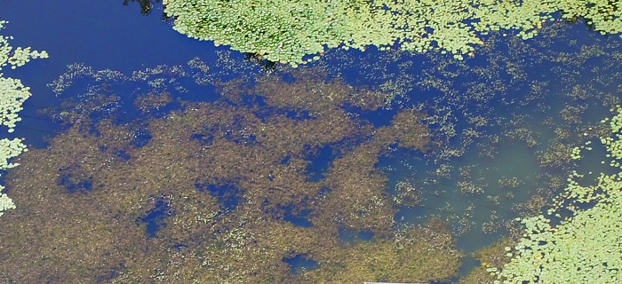 Plan d'eau et plantes