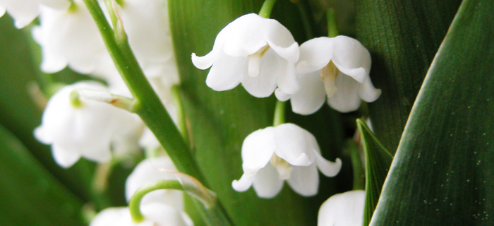 Fermeture de l'accueil de l'AFC le 1er mai