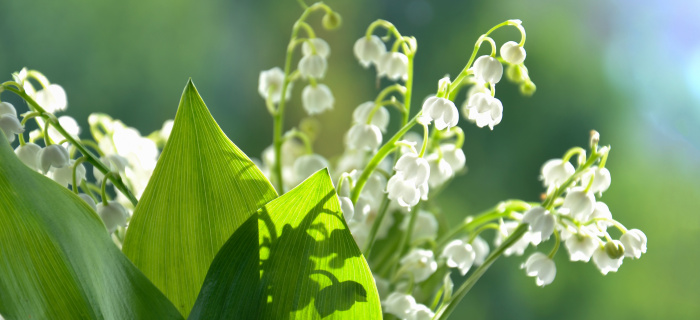Vendredi 1er mai 2026 : fermeture des bureaux de l'OCE