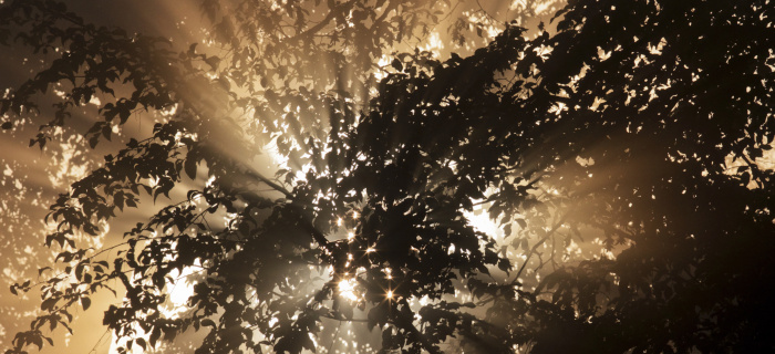 Rayons de soleil traversant du feuillage en forêt