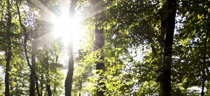 Journée estivale ensoleillée dans un bois genevois