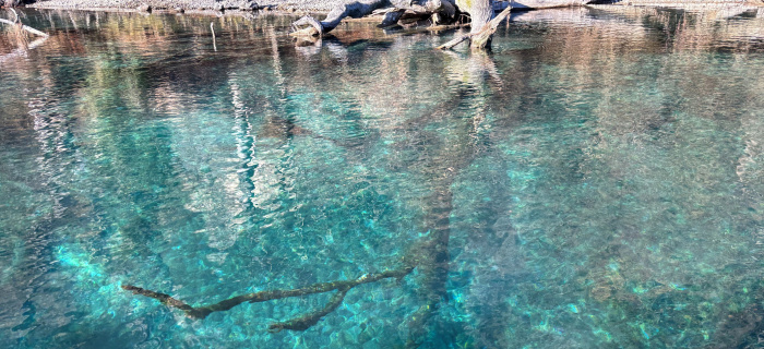 Bois mort immergé dans la Rhône