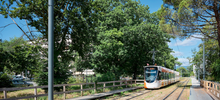 Tram végétalisé à Lancy (c) Loris Von Siebenthal
