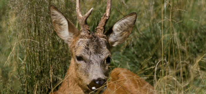 brocard dans les bois