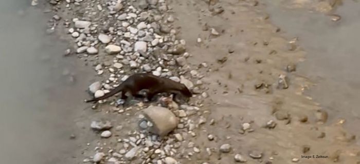 Loutre à Genève