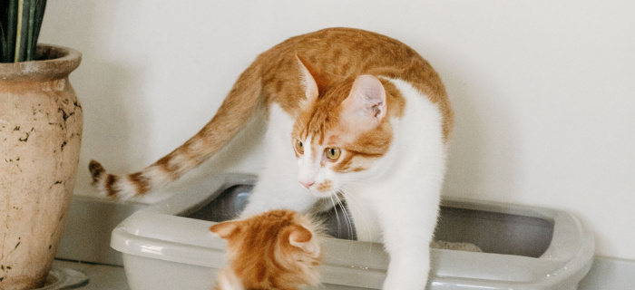 Sensibilisation pour l'utilisation d'une litière végétale pour chat