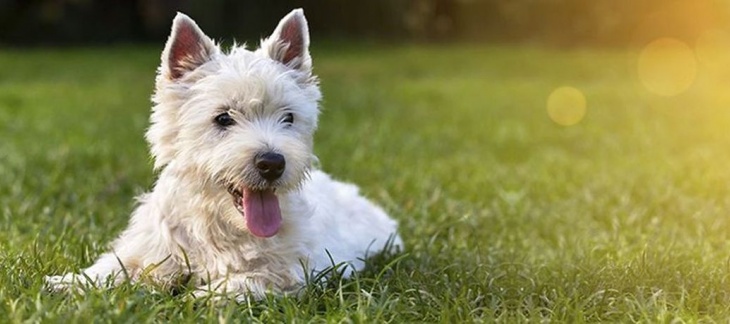 Suspicion d'intoxication mortelle d'un chien au parc des Evaux à Onex
