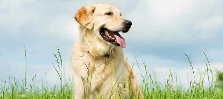 AMICUS – la nouvelle banque de données nationale pour chiens AMICUS – la nouvelle banque de données nationale pour chiens