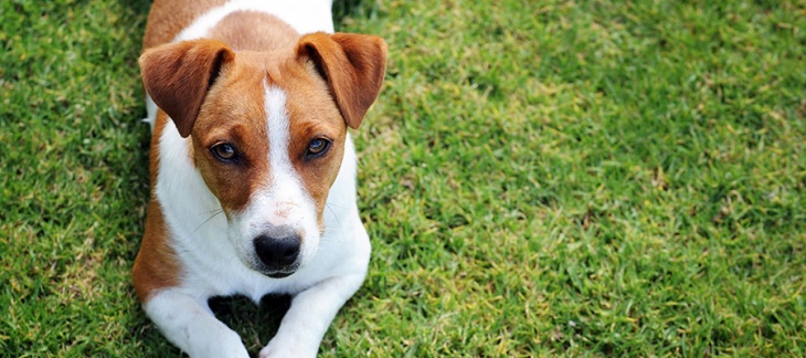 Maladie sévissant actuellement chez des chiens en Norvège