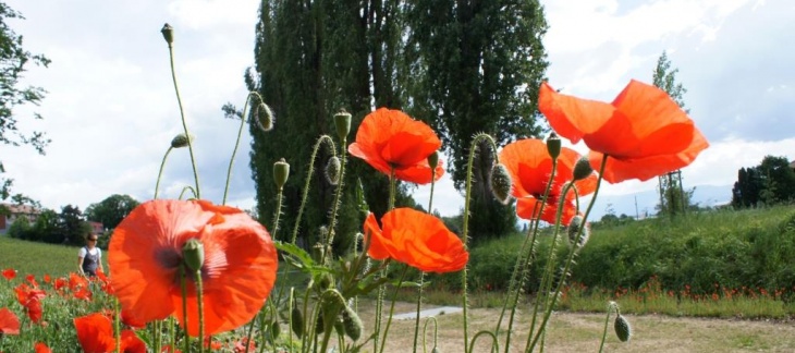 Atelier n°3 Biodiversité