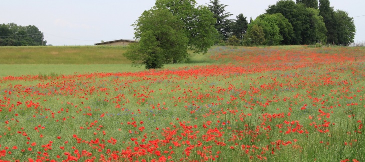 champ coquelicot biodiversité