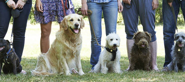 Suppression des cours obligatoires pour les détenteurs de chiens 