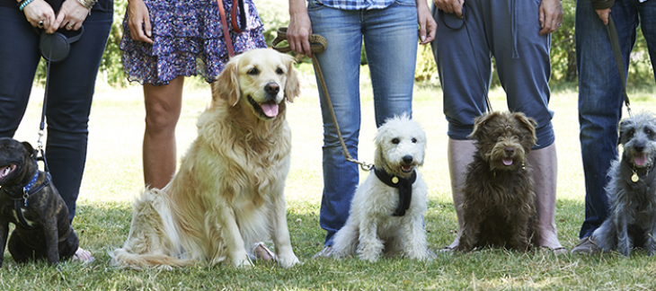 Suppression des cours obligatoires pour les détenteurs de chiens Suppression des cours obligatoires pour les détenteurs de chiens