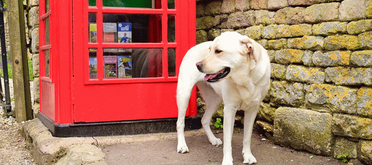 Brexit et voyages de nos animaux de compagnie: quelle incidence depuis le 1er janvier 2021 ?