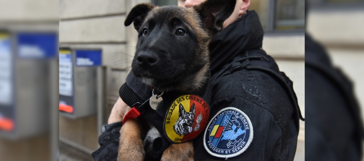 un policier porte un chiot de la brigade canine