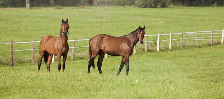 Cas de rhinopneumonie équine en France voisine