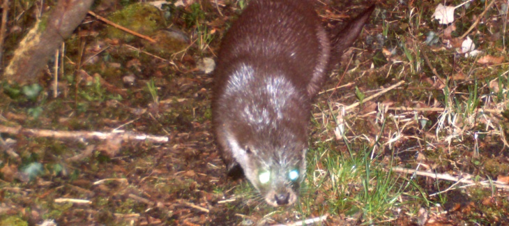 La loutre de retour à Genève / Image Contact-Castor