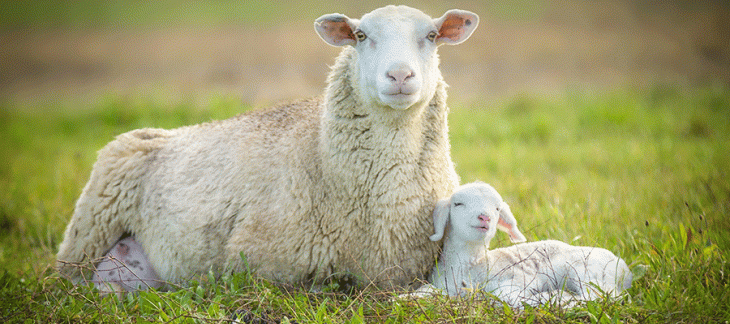 Identification et enregistrement des moutons et des chèvres dès 2020