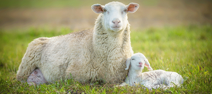Identification et enregistrement des moutons et des chèvres dès 2020 Identification et enregistrement des moutons et des chèvres dès 2020