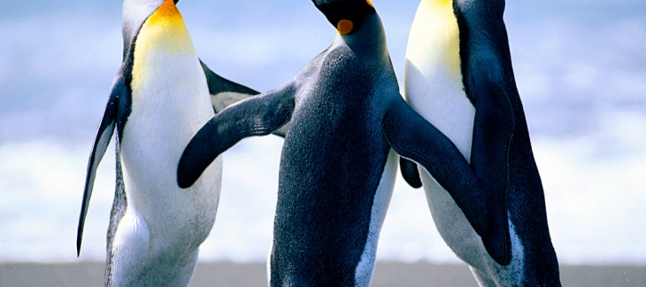 photo de pinguin photo de pinguin