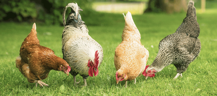 Détenir des poules à titre de loisir et veiller à leur protection Détenir des poules à titre de loisir et veiller à leur protection