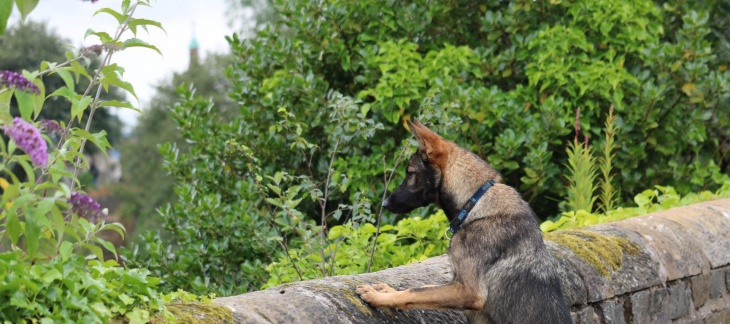 Un chien contre une muraille