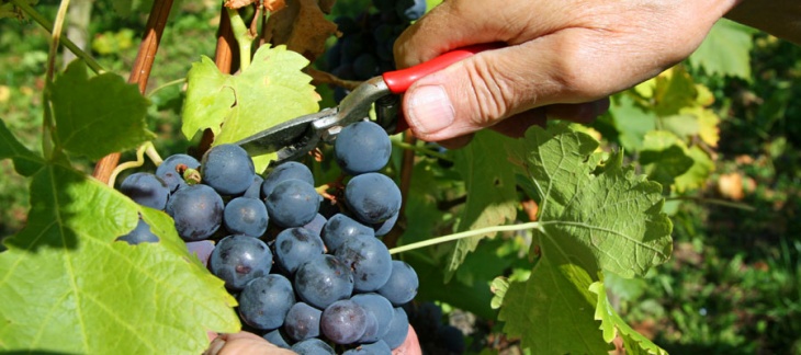 Vendanges 2020 – contrôle par les autorités cantonales