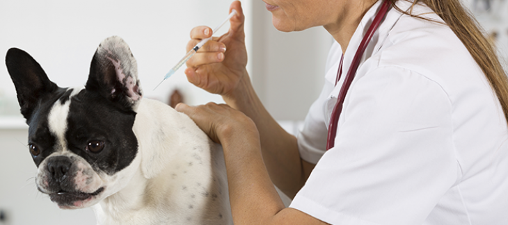 Recrudescence de la maladie de Carré – Vaccination recommandée Recrudescence de la maladie de Carré – Vaccination recommandée