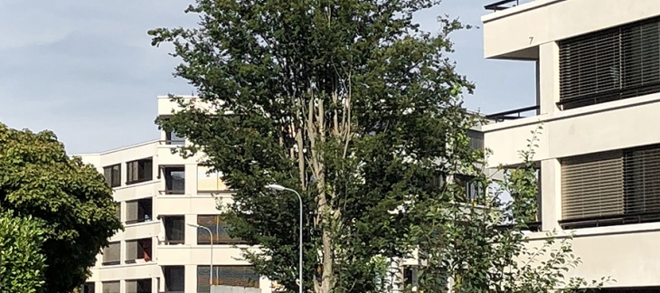 Nouveaux logements dans le secteur secteur Henri-Golay © Jaccaud Spicher Architectes – Studian Vulkan e Nouveaux logements dans le secteur secteur Henri-Golay © Jaccaud Spicher Architectes – Studian Vulkan e