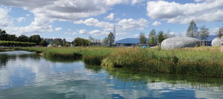 La roselière et le jardin d'eau, août 2020 La zone nature de la Plage Publique des Eaux-Vives