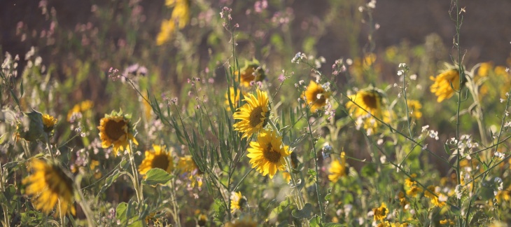 Prairie fleurie avec tournesols