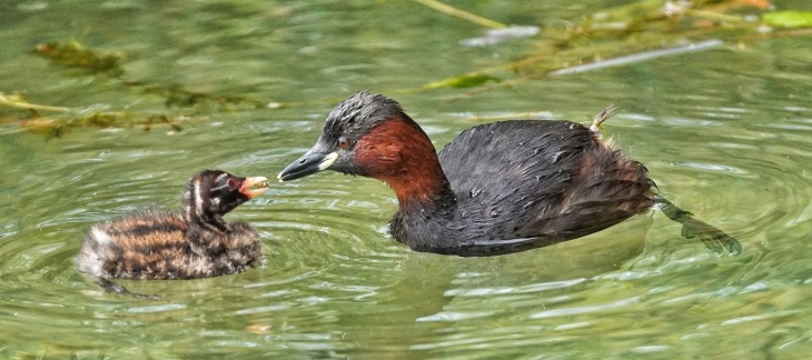 Famille de grèbes castagneux zone nature Plage Publique Eaux-Vives