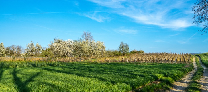 Crédit image: Jean Revillard/Genève Terroir