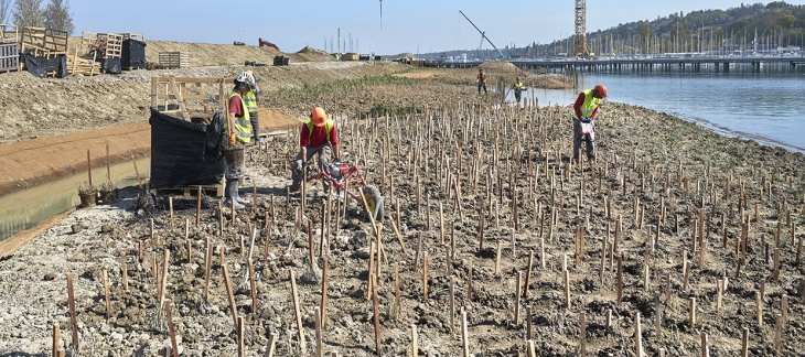 Chantier de la Plage Publique des Eaux-Vives et de l'espace réservé à la vie sauvage (avril 2019) © Serge Fruehauf La roselière de la Plage publique des Eaux-Vives