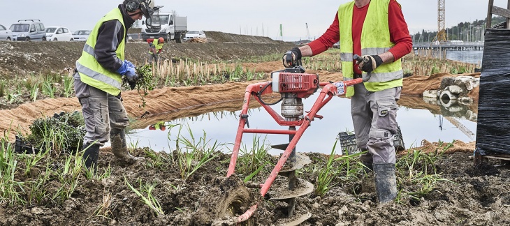 Création de la roselière de la zone nature à la Plage Publique des Eaux-Vives (avril 2019) © Serge Fruehauf La roselière de la Plage publique des Eaux-Vives