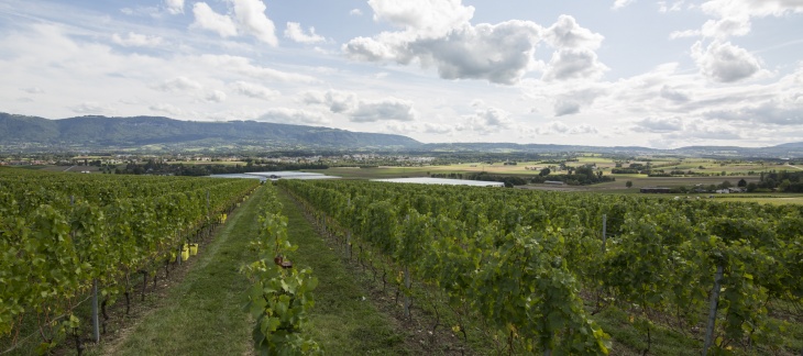 Le vignoble