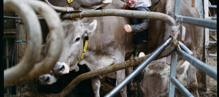 Une agricultrice avec ses vaches