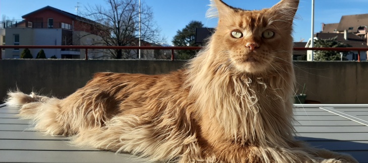 Un chat