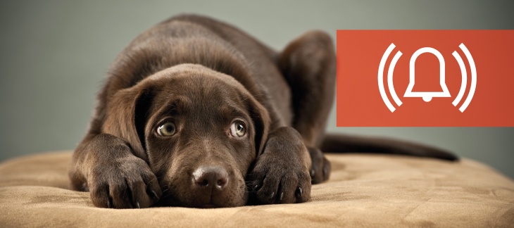 Animaux sensibles aux tests de sirènes d'alarme