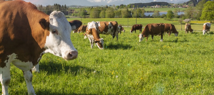 Présence de la maladie de la diarrhée virale bovine à Genève