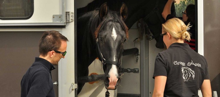 Nouvelles règles sanitaires pour le transport de chevaux en Union Européenne à partir du 21 avril 2021