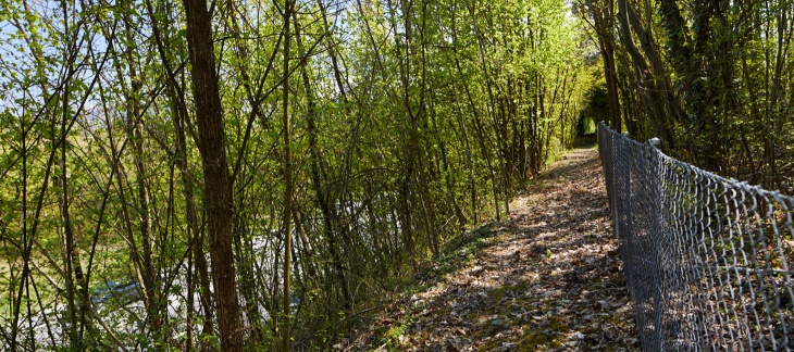 La forêt au nord du site © photo Maud Guye-Vuillème